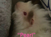 Adorable cute and fluffy baby girl and boy piggies for sale