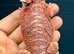 Red Monster &times; Blue Bar Baby Bearded Dragons &pound;240 (reduced)