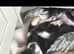 Ready now stunning black and cream longcoat Kc minature Dachshund