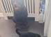 Rotweiler puppy
