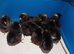 Blue & Green Egg Genetics Chicks, Hand-Reared with Love