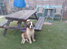 Fab looking Saint bernard girl 10 weeks