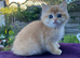 Golden Female in Tamworth