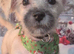 Yorkshire terrier x shiuz