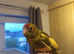 Kakariki - Hand Tame - Baby Kakarikis