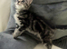 Girl kitty