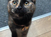 Beautiful tortoiseshell female kitten