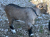 Pygmy Goat