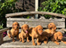 Kc registered working fox red labrador puppies