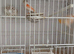 Pair of dimirphic canaries and like new cage