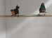 DNA pair sea green parrot finches for sale