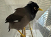 Pair Of Mynah in Liverpool