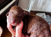 Stunning Irish Doodle Puppies