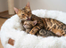 Beautiful Bengal kitten