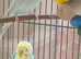 Bonded pair of budgies