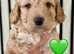 BOY cockapoo ready Friday 15th
