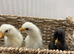 New Chicks ready for new home