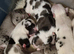 Champion sired kc reg great dane puppies due nov