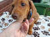Gorgeous dapple miniature Dachshund boy