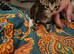 Kittens for sale
