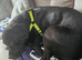 Lad x staffy 2 year old