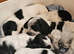 Beautiful blue roan cocker spaniel puppies for sale