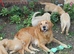 3 PUPPIES LEFT Litter of Golden Retriver puppies
