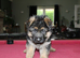 Outstanding KC German Shepherd puppies