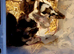 Male and female fancy mice for sale- 6 weeks old