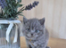 Purebreed British Shorthair kittens