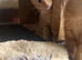 4 Gorgeous Ginger Kittens