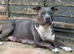 American Staffordshire terrier. Ready to leave.