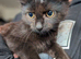 Loving Maine coon kittens