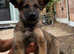Working Line German Shepherd Puppies