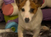Jack Russell female puppy for sale