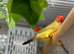 Star finches