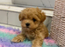 Asian/Korean Maltipoo Puppies