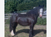Heavyweight cob mare