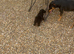 Asian Toy poodles for sale