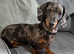 Fully vaccinated miniature dachshund puppies