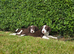 Sprollie pups