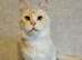1 year old female registered Maine Coons