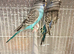 Baby budgies