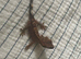 Baby crested gecko .