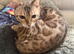 Male seal mink snow bengal