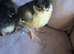 Pure copper black marans/pure rhode island red chick's available