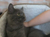 TICA British shorthair Kitten