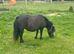 Black Miniature Shetland Mare Spsbs registered