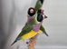 Gouldian finches