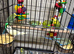 Baby budgies